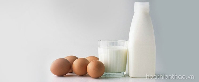Trứng gà kết hợp với sữa tươi tạo thành công thức dưỡng trắng da body cấp tốc hiệu quả