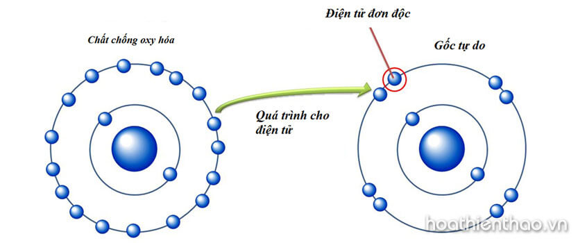 Gốc tự do và chất chống oxy hóa là gì?