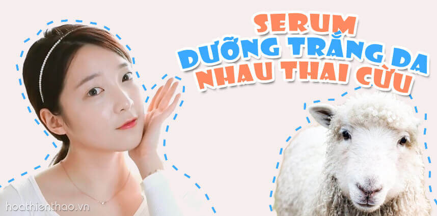 Serum dưỡng trắng da nhau thai cừu - HoaThienThao